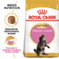 ROYAL CANIN Maine Coon Kitten karma sucha dla kociąt, do 15 miesiąca, rasy maine coon 6x400 g