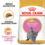 ROYAL CANIN British Shorthair Kitten 12x400 g karma sucha dla kociąt, do 12 miesiąca, rasy brytyjski krótkowłosy