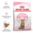 ROYAL CANIN Kitten Sterilised 4x2 kg karma sucha dla kociąt od 4 do 12 miesiąca życia, sterylizowanych