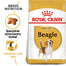 Beagle adult 3 kg