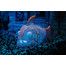 H2shOw Atlantis - ryba + meduza