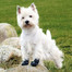 Buty ochronne Walker Active, S-M, 2 szt.