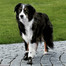 Buty ochronne Walker Active, S-M, 2 szt.