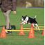 Tor przeszkód dla psa Dog Activity, zestaw 3 części, o 23 × 30 cm, 78 cm, pomarańczowy/żółty