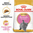 Kitten british shorthair 400 g karma sucha dla kociąt, do 12 miesiąca, rasy brytyjski krótkowłosy