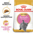 Kitten british shorthair 2 kg karma sucha dla kociąt, do 12 miesiąca, rasy brytyjski krótkowłosy