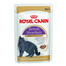 British Shorthair 85g