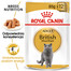 British Shorthair 85g