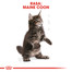 Maine Coon Kitten karma sucha dla kociąt, do 15 miesiąca, rasy maine coon 4 kg