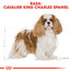 Cavalier King Charles Spaniel Adult 7,5 kg