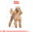 Poodle Adult in Sobe 85 g mokra karma w formie pasztetu dla dorosłych psów, rasy pudel