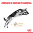 German Shepherd Adult 5+ 12 kg karma sucha dla dorosłych psów rasy owczarek niemiecki, powyżej 5 roku życia