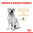 Labrador Retriever Adult 5+ 3 kg karma sucha dla dojrzałych psów rasy yorkshire terrier, powyżej 5 roku życia