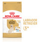 Labrador Retriever Adult 5+ 12 kg karma sucha dla dojrzałych psów rasy yorkshire terrier, powyżej 5 roku życia