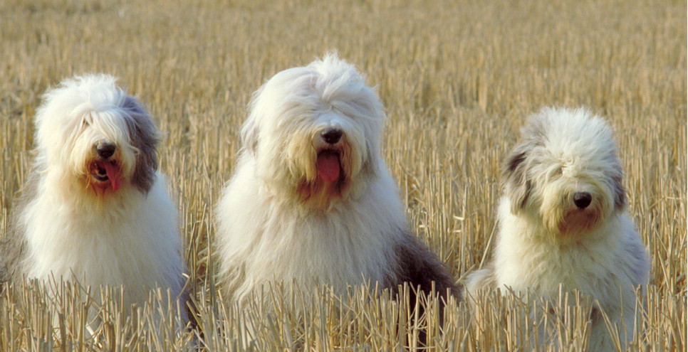 Jakie są owczarki staroangielskie bobtail?