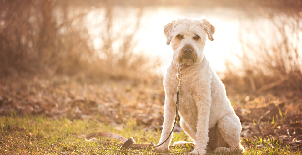 Opis rasy irish soft coated wheaten terriera/