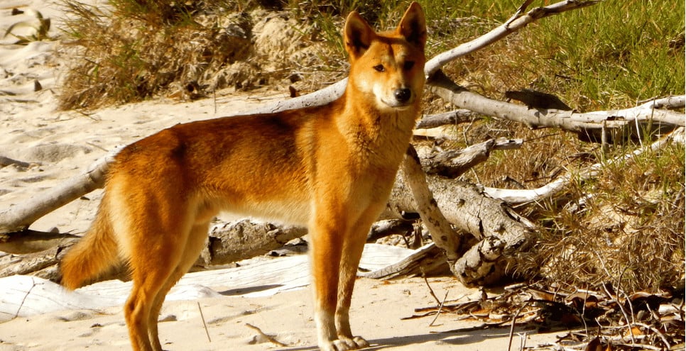 Dingo australijski dziki pies - najważniejsze informacje