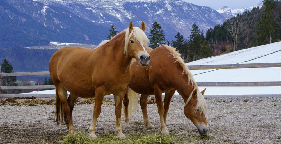 Charakterystyka koni haflinger.