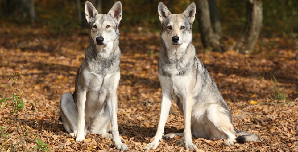 Czym charakteryzuje się Saarlooswolfhond?