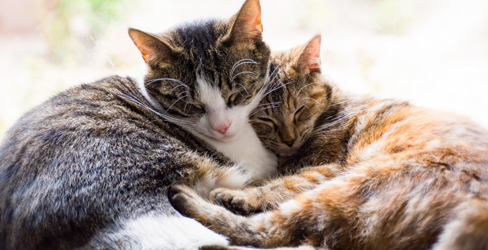 Ślinotok u kota: najczęstsze przyczyny i objawy. Co robić?