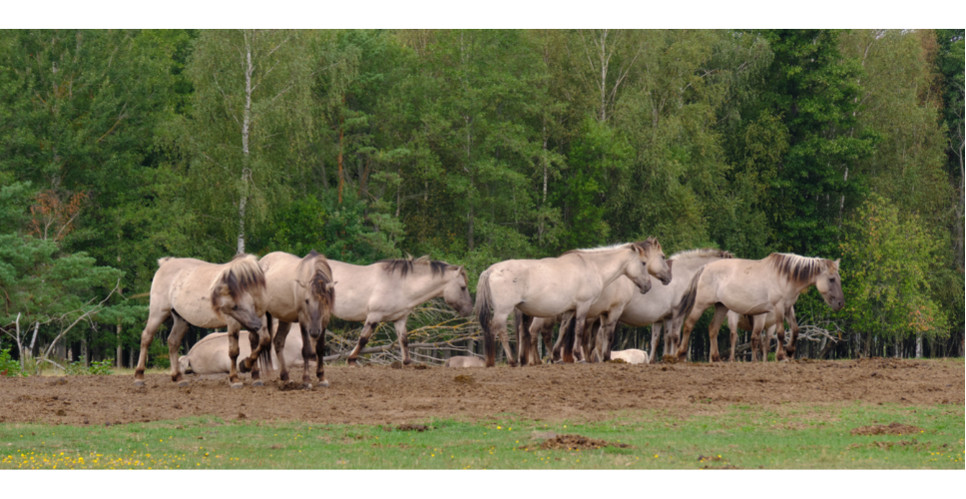 Poznaj polską, pierwotną rasę koni biłgorajskich.