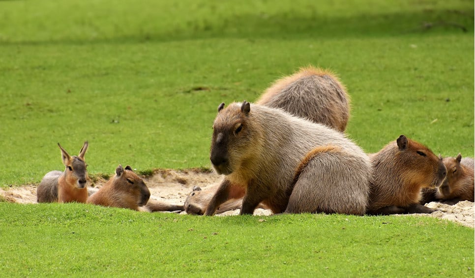 Kapibara jest inteligentna i da się ją oswoić. Wówczas może nawet pełnić rolę przewodnika osób niewidomych.