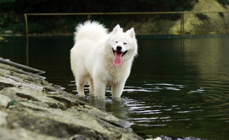 Encyklopedia psów: Samojed (Samoyed), czyli śnieżnobiały, uśmiechnięty niedźwiadek należący do sekcji szpiców i psów pierwotnych