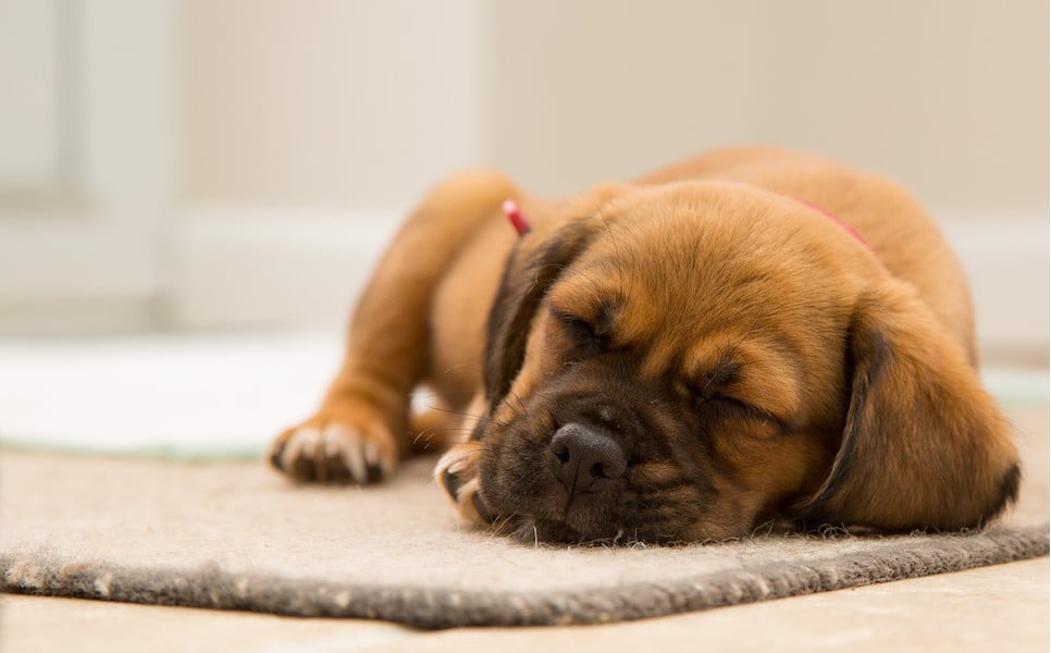 Kaszel kenelowy jest dla psów bardzo uciążliwy, utrudnia normalne funkcjonowanie i oddychanie, a nieleczony może mieć poważne konsekwencje.