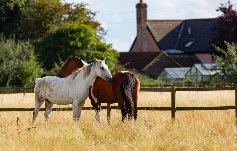 Dowiedz się, jakie są najczęstsze choroby koni i jak im zapobiegać.