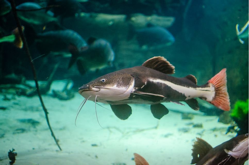 Sumik rekini to jedna z największych ryb, na jakie decydują się miłośnicy akwarystyki.