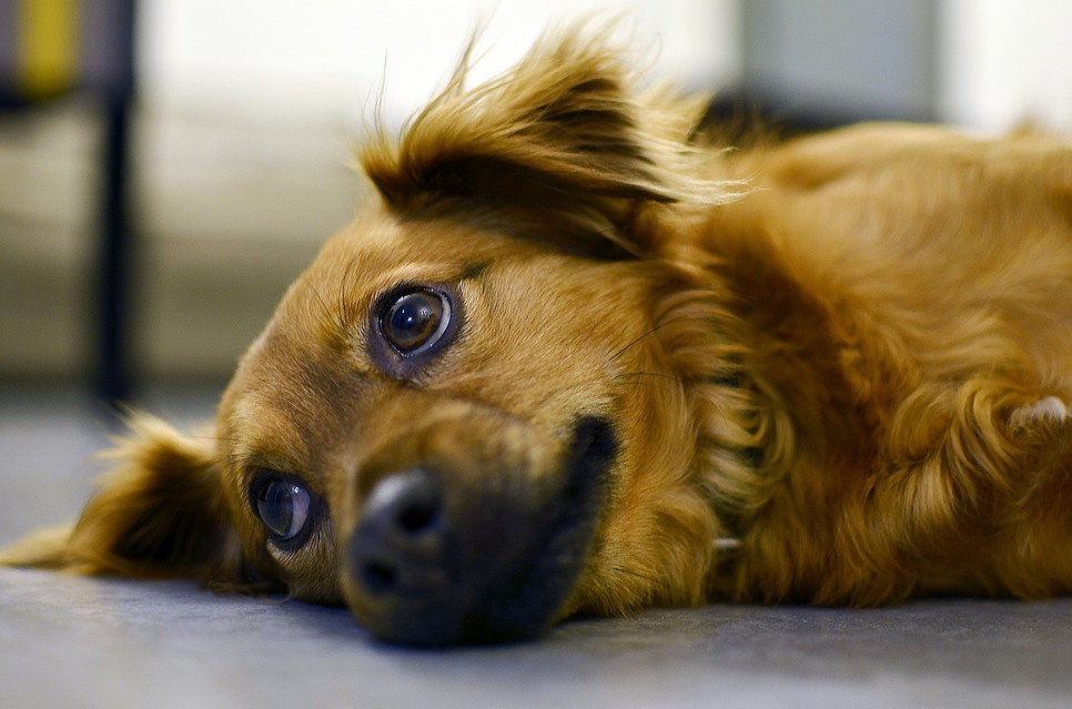 Adopcja psa - na co zwrócić uwagę?