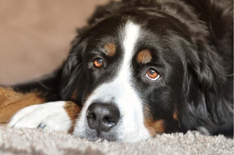 Skręt żołądka u psa jest poważną dolegliwością, która nie zauważona w porę może doprowadzić nawet do śmierci zwierzęcia.