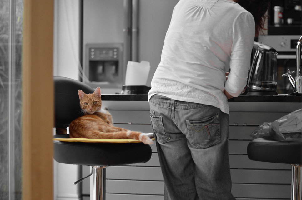 Czy kot może jeść ludzkie jedzenie?