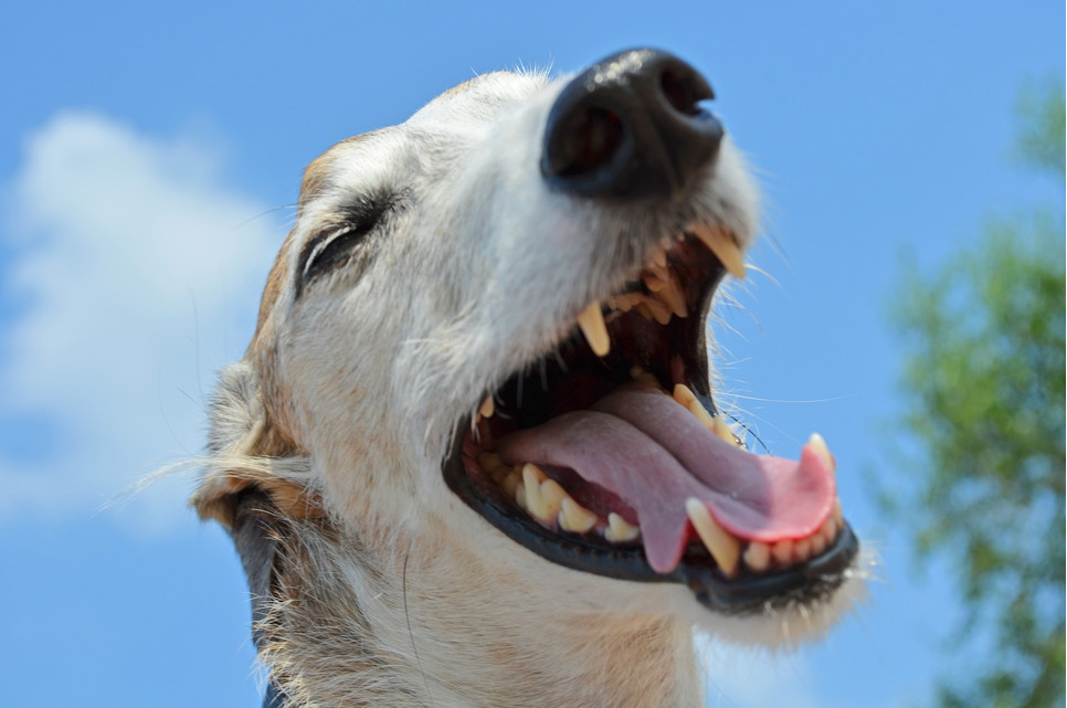 Regularne czyszczenia zębów psa pozwala zapobiec osadom kamienia nazębnego. Zainwestujcie w szczoteczkę lub chusteczki dla psa!