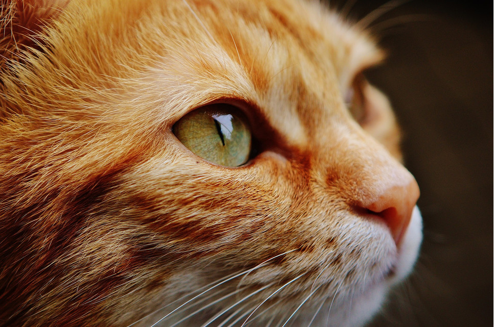 Kot rozróżnia niewielki zakres barw, ale ma zdolność widzenia w niemal całkowitych ciemnościach.