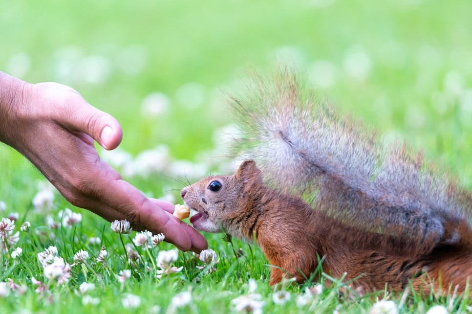 Dokarmianie wiewiórek od zawsze budziło kontrowersje. Czy słusznie? I wbrew obiegowej opinii, wiewiórki nie jedzą tylko żołędzi.