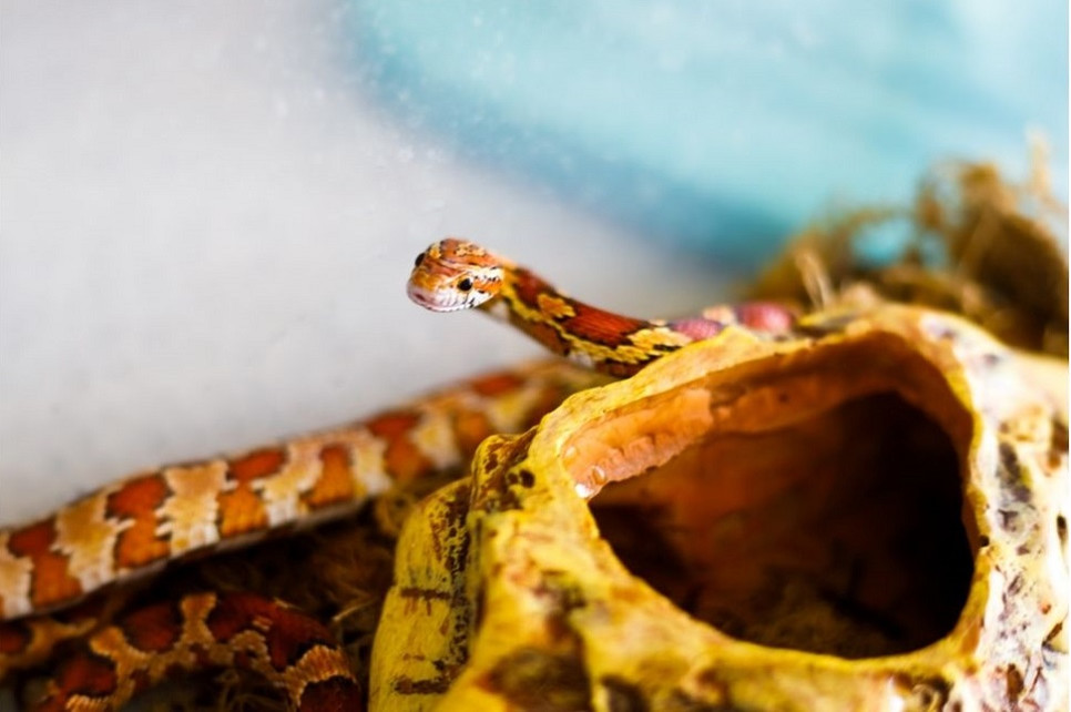 Węże domowe mają specyficzne potrzeby i wymagania - poznaj je wszystkie.