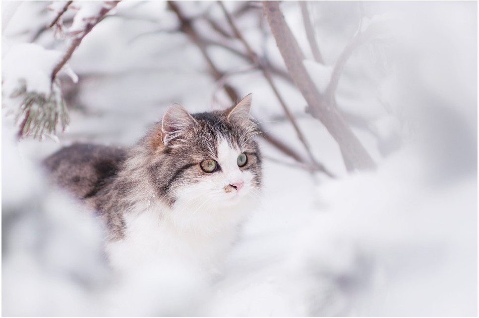 Jak zimą dbać o koty?