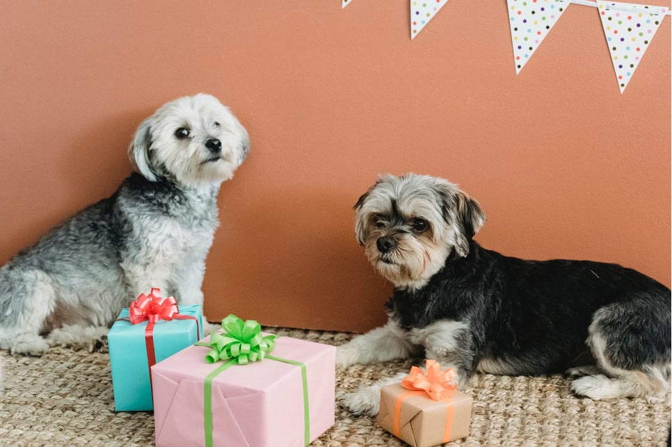 Kalendarz adwentowy dla psów to świetny prezent na cały świąteczny okres. W prosty sposób możesz przygotować go własnoręcznie i uszczęśliwić swojego pupila!
