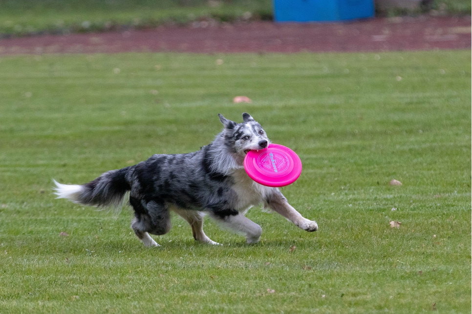 Czy każdy może trenować i jak się przygotować do frisbee dla psów?