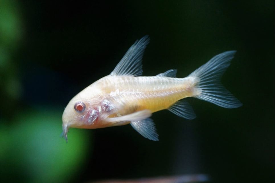 Ryba o charakterystycznym wyglądzie i odmianie cętkowanej to kirysek pstry.