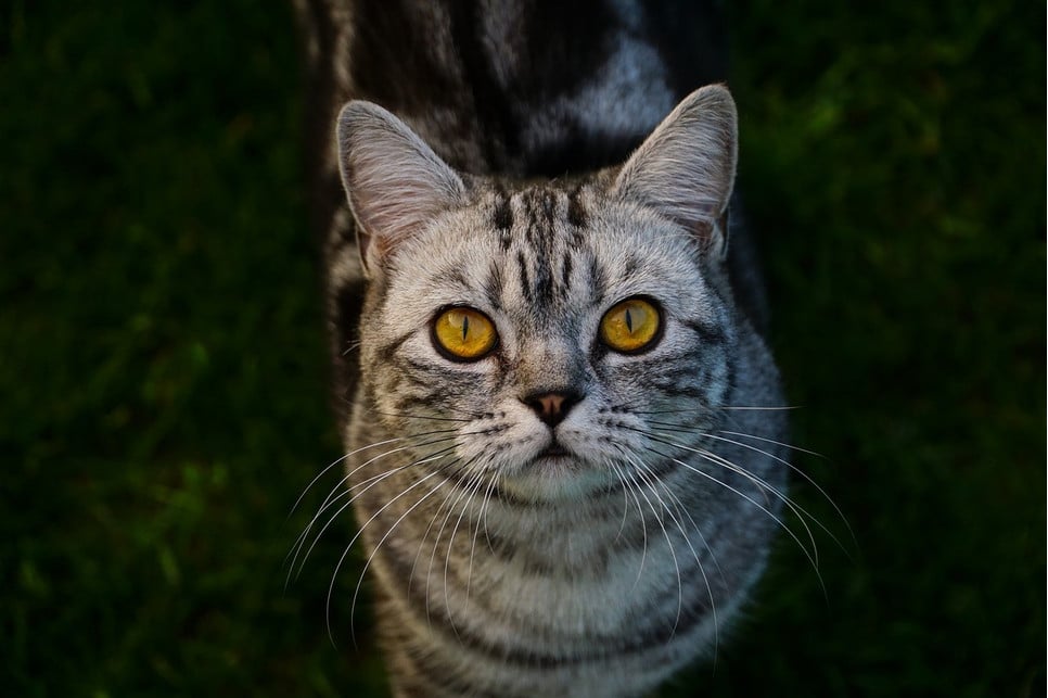 Encyklopedia kotów: kot brytyjski krótkowłosy (British Shorthair)