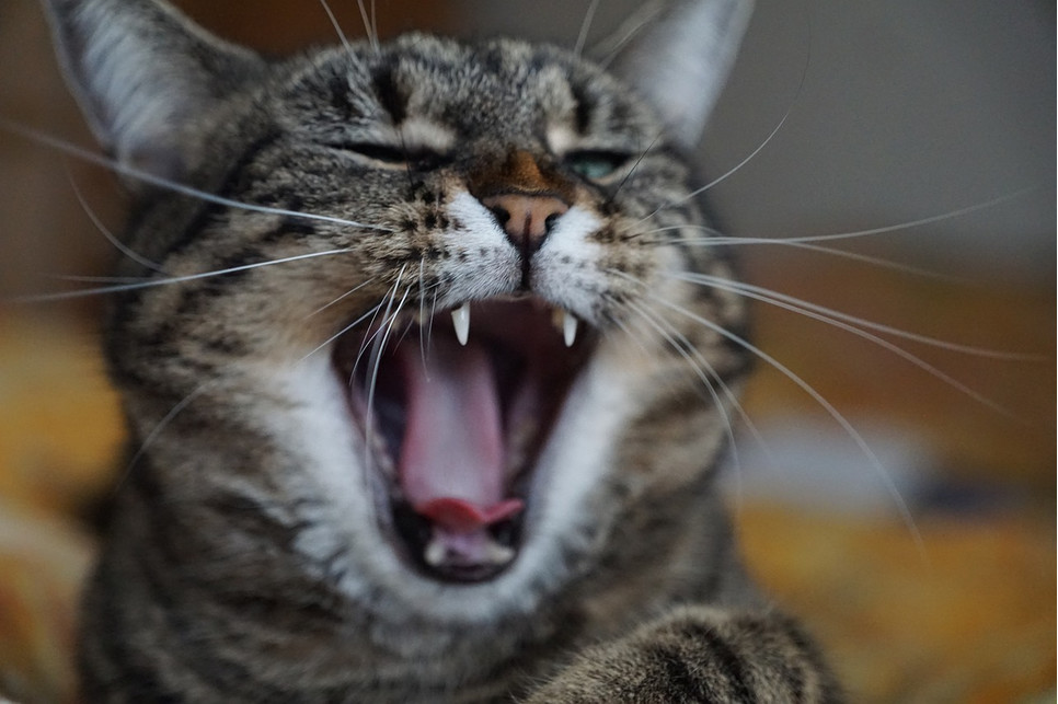 Dlaczego kot hałasuje w nocy, drapie meble lub załatwia się poza kuwetą?
