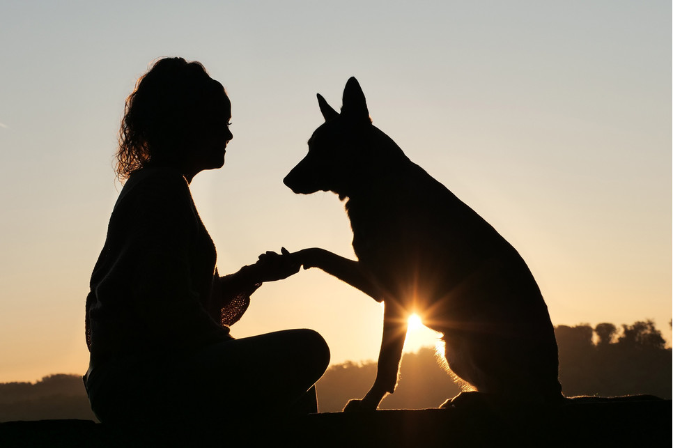 Jak sprawić, by Twój pies Ci zaufał? Poznaj kilka sposobów.