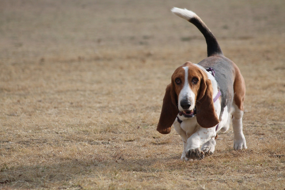 Basset hound to znany pies gończy. Mimo krótkich łap jest aktywny i wytrzymały. Cechuje go łagodność.