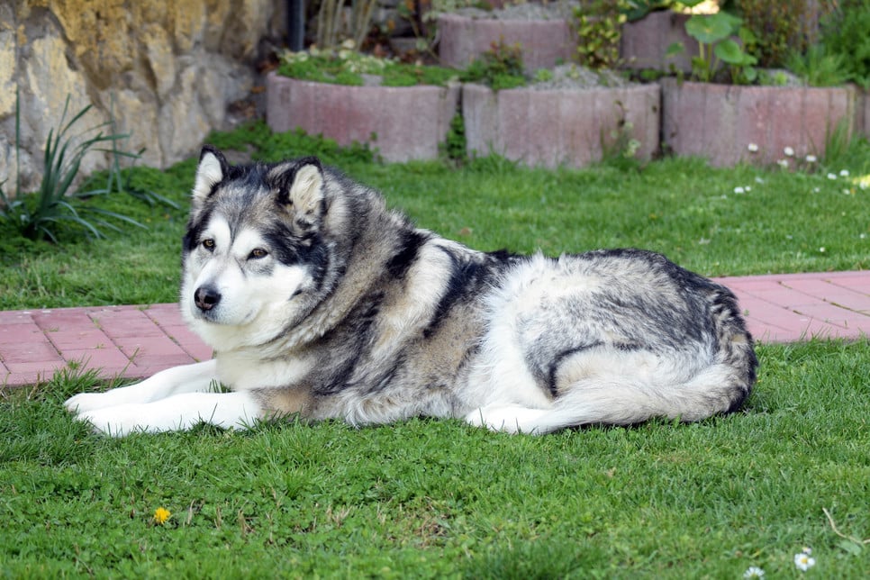 Przyjazny wilk – mimo swych pokaźnych rozmiarów alaskan malamute to pies niemalże dla każdego, bo cechuje go niezwykła łagodność.