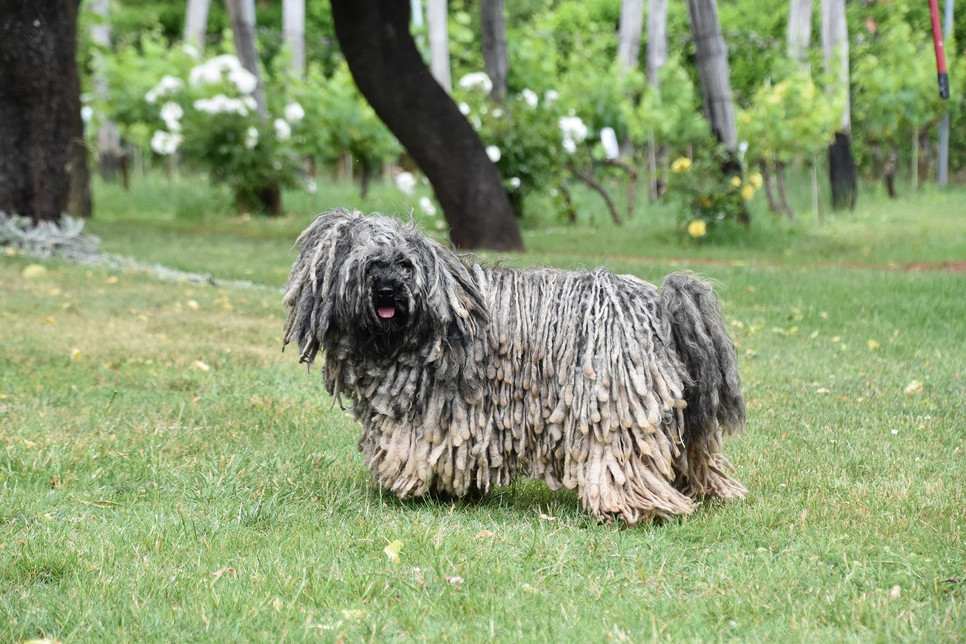 Komondor to pies pasterski pochodzący z Węgier, który zamiast zwykłej sierści ma długie sznurki skręconego włosia.