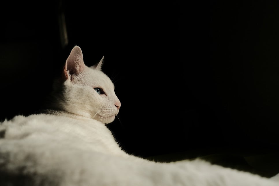 Najdroższy kot świata… niewątpliwym rekordzistą jest ashera. Inne drogie koty to m.in. khao manee, savannah, toyger.