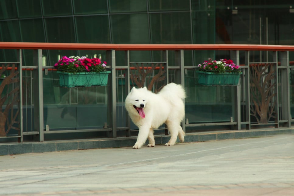 Wśród najwyżej cenionych ras są m.in. mastif tybetański, pies faraona.
