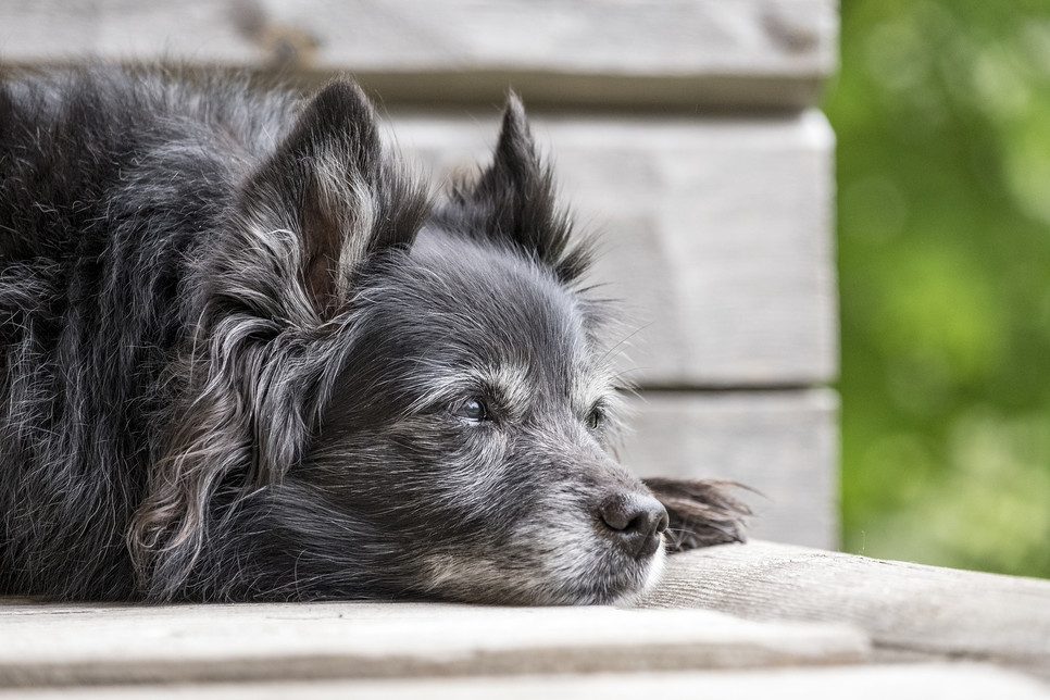 Śmierć ukochanego psa może być równie trudna, jak odejście bliskiej osoby.